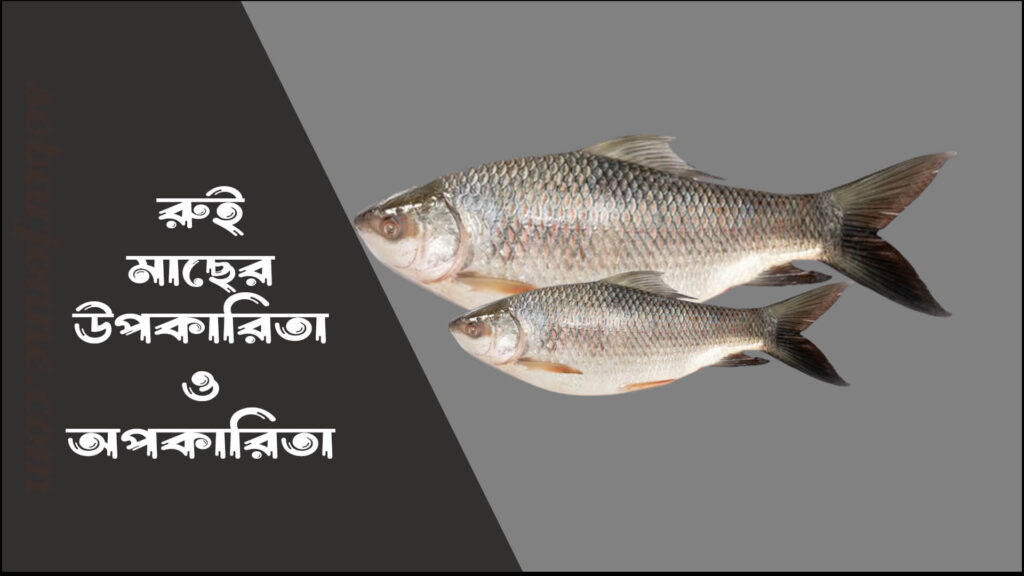 রুই মাছের উপকারিতা ও অপকারিতা 0 1024x576