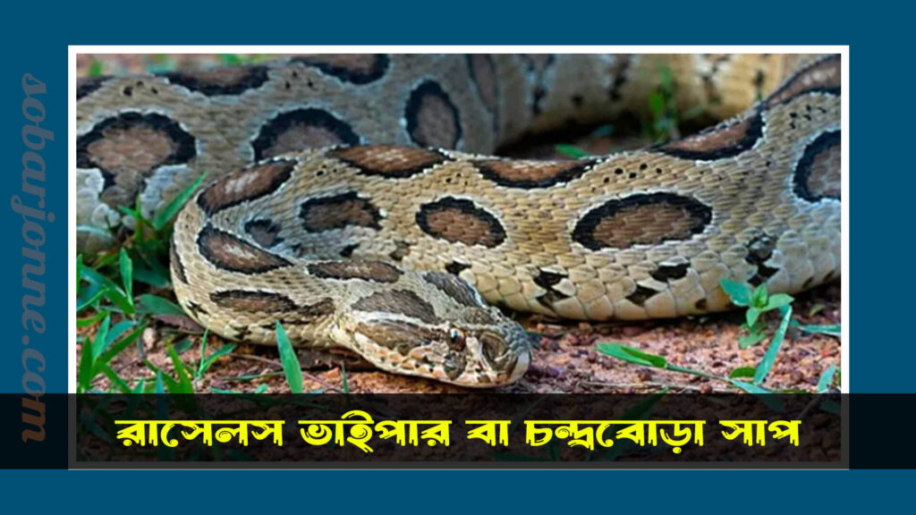রাসেলস ভাইপার সাপ Russell’s Viper বা চন্দ্রবোড়া সাপ কামড়ালে কি হয়